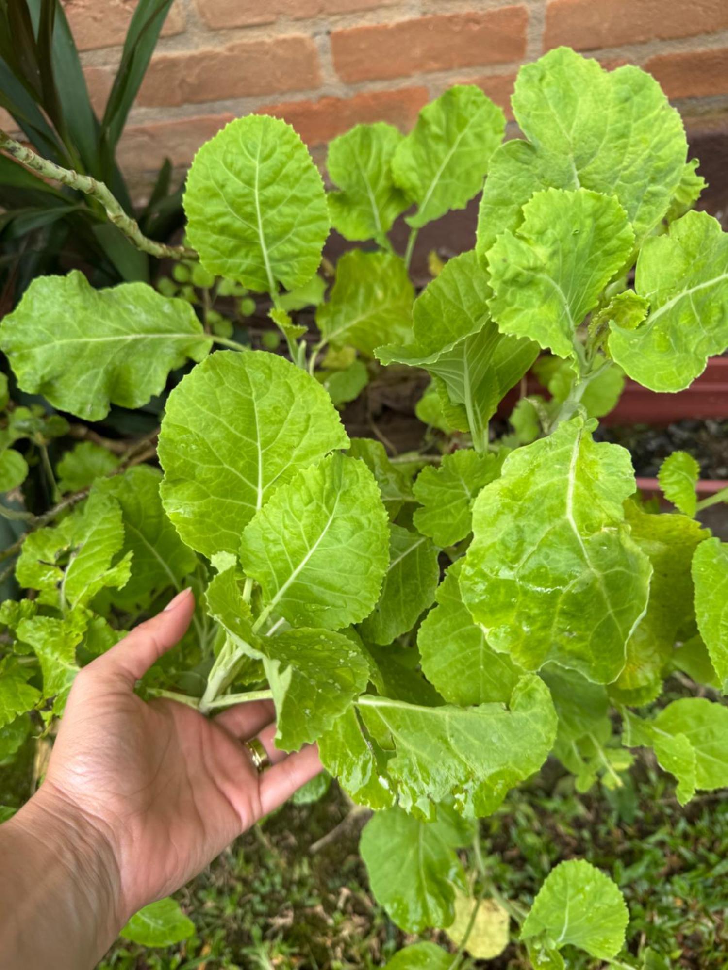 Chale Verde - Vila Do Abraao Villa Angra dos Reis Dış mekan fotoğraf